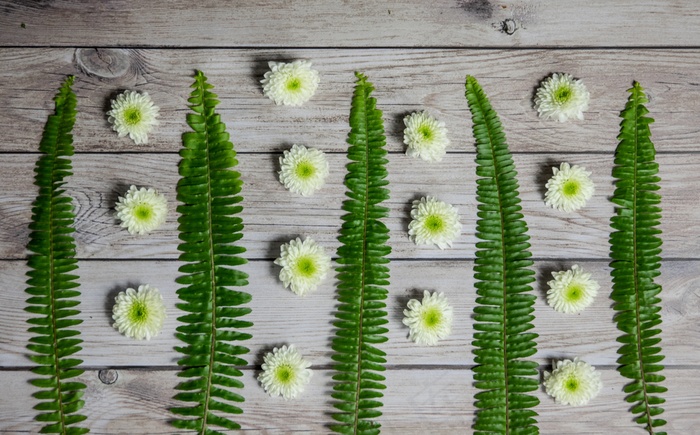 木板上的绿蕨叶图片