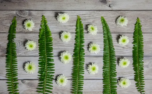 木板上的绿蕨叶图片