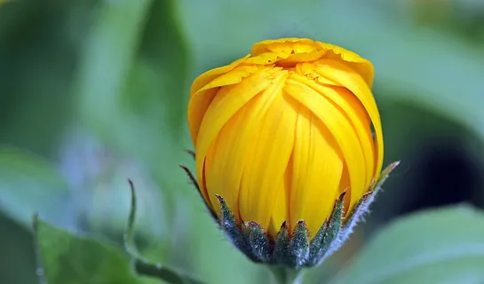 黄色菊花花苞图片 黄色菊花花苞图片