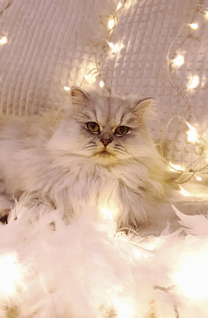 可爱猫咪猫猫摄影素材