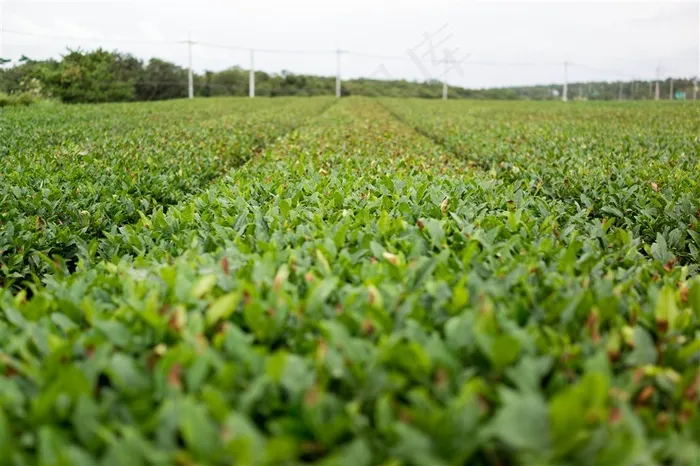 绿色茶叶植物