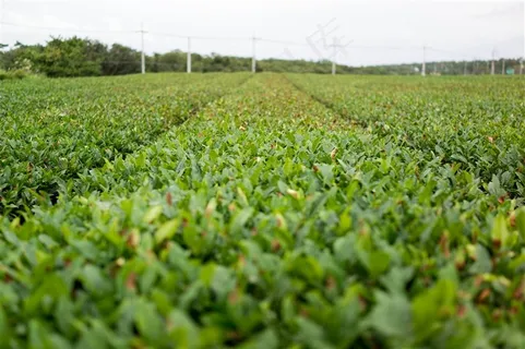 绿色茶叶植物 绿色茶叶植物