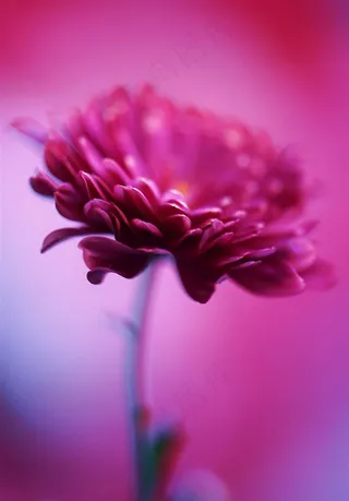 唯美雏菊鲜花图片