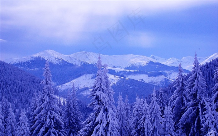 杉树林雪景风景图片