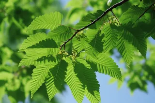 夏日蓝天下的绿叶树枝摄影图