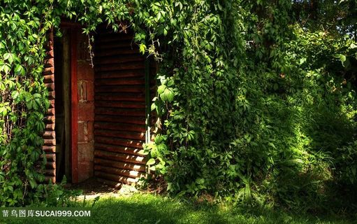 草地树叶唯美风景画