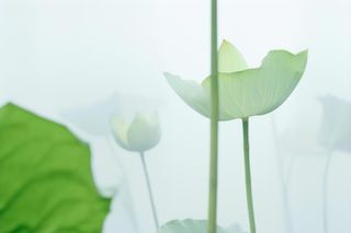 荷叶简约清新淡绿色背景
