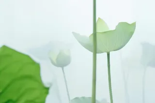 荷叶简约清新淡绿色背景