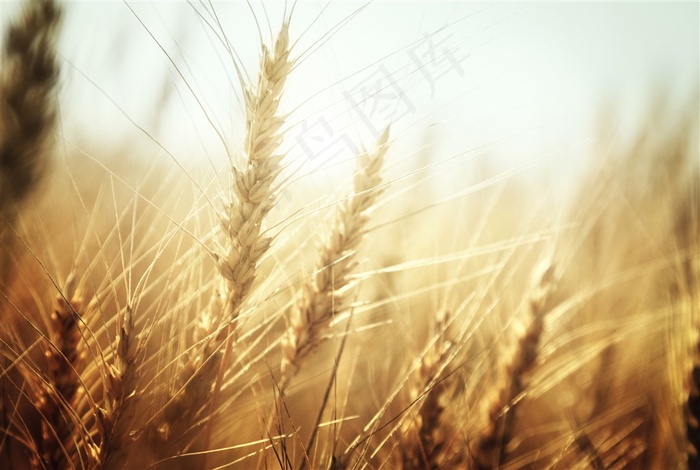 麦田里的小麦微距逆光摄影