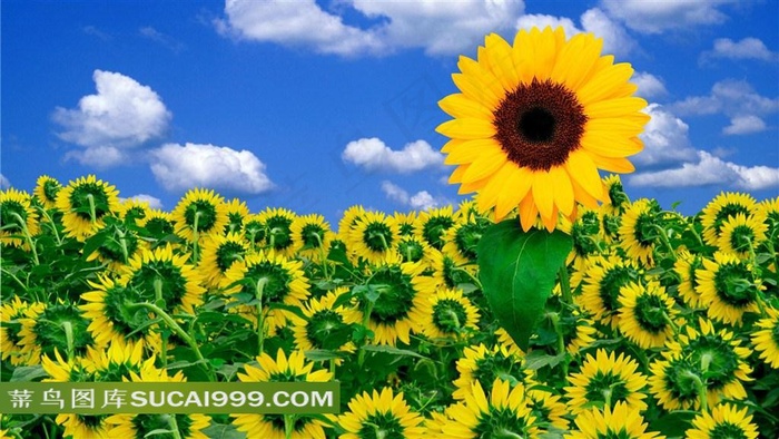 向日葵高清大图