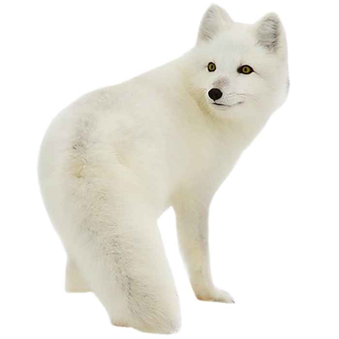 狐狸白色动物