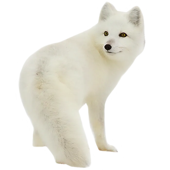 狐狸白色动物