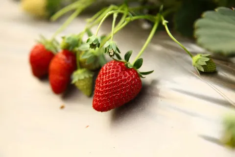 红色草莓特写图