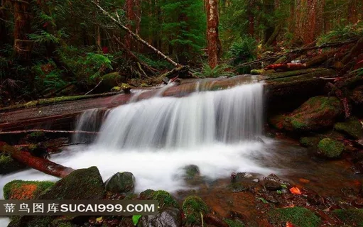 原始森林溪流图片