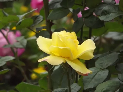 黄色月季花朵图片 黄色月季花朵图片