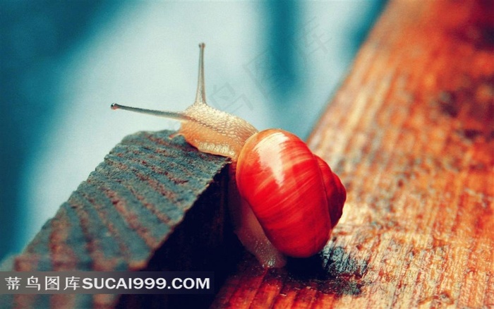 木板上爬行的蜗牛摄影素材