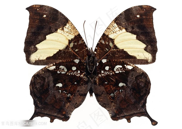 高清枯叶蝶蝴蝶标本图片