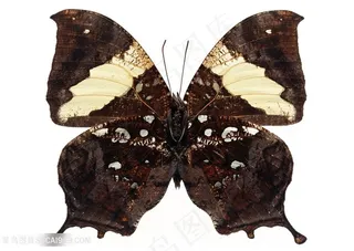高清枯叶蝶蝴蝶标本图片