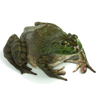 牛蛙海鲜超市商品红酒白底图免抠实物摄影png格式图片透明底