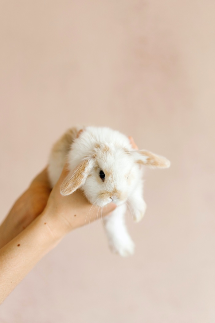 白色可爱兔子摄影素材