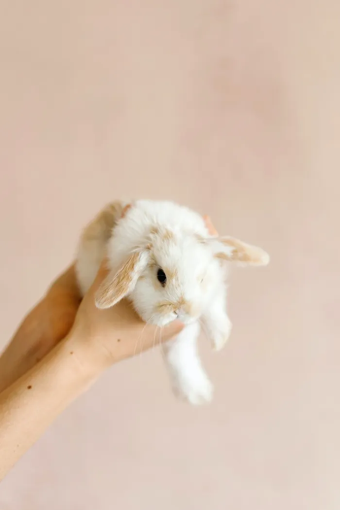 白色可爱兔子摄影素材
