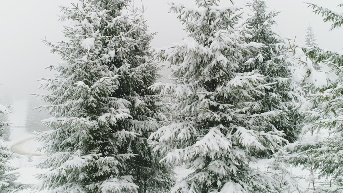 满是雪和杯子的白色冬季森林