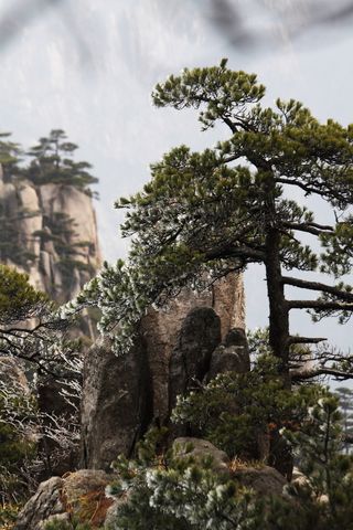 安徽黄山奇松风景图片-第1张