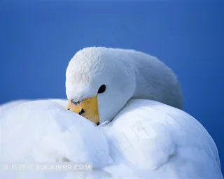 漂亮的白鹅摄影素材