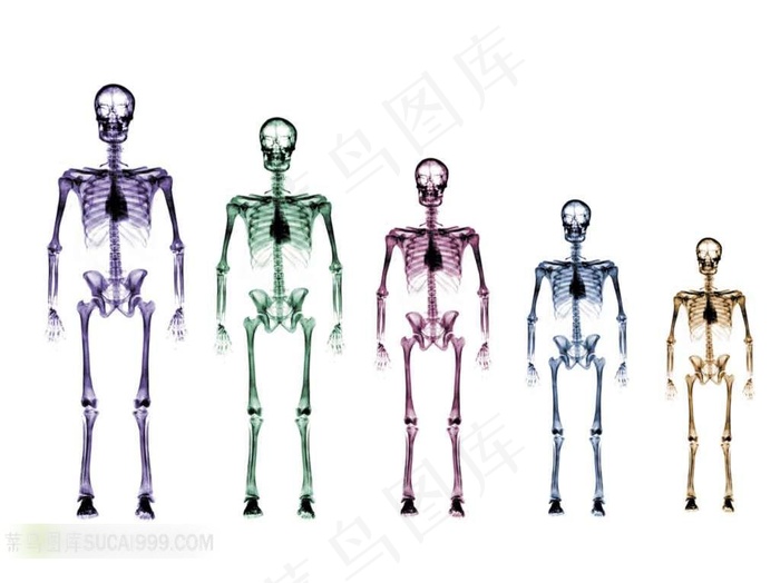 X光人体不同时期的骨骼透视图