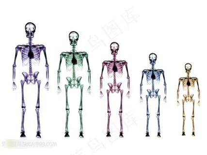X光人体不同时期的骨骼透视图