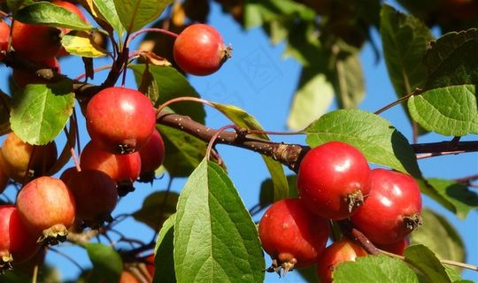 果园里的小苹果 果园里的小苹果