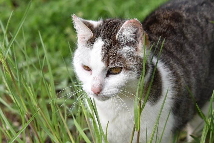 灰白野猫图片