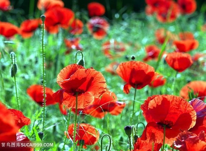 高清虞美人花海鲜花图片