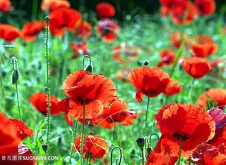 高清虞美人花海鲜花图片