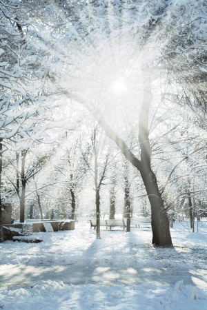 雪景冬日阳光