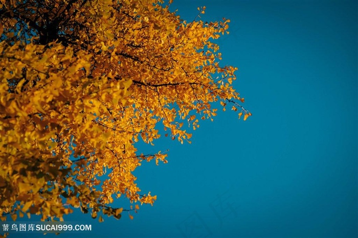 秋风黄叶唯美意境