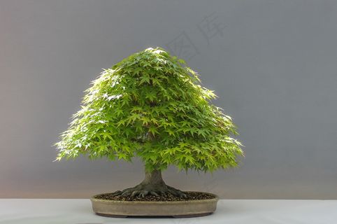 日本枫盆景图片 日本枫盆景图片