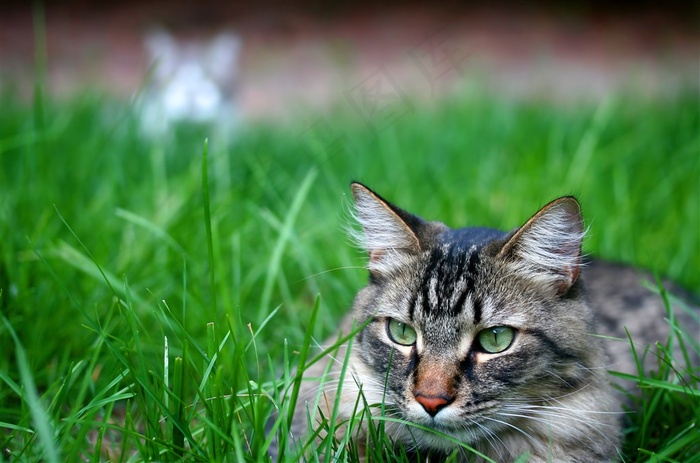 猫萌宠摄影图片