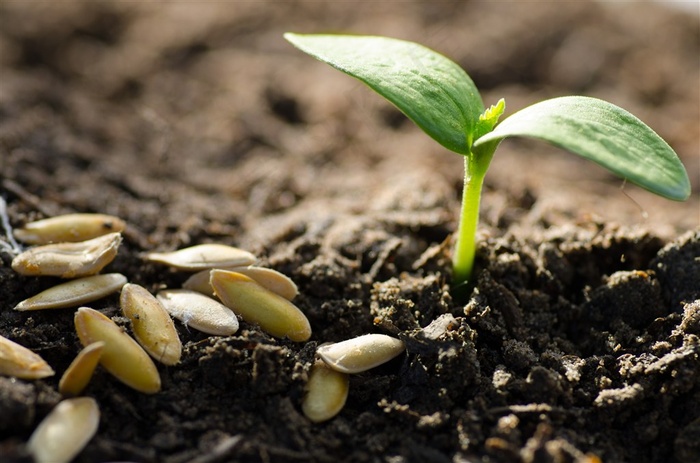 寓意生命的绿色新芽背景