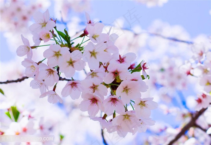 桃花朵朵盛开绽放