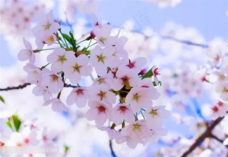 桃花朵朵盛开绽放 桃花朵朵盛开绽放