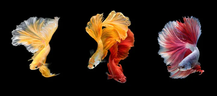 三联金鱼装饰画