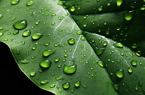 下雨天绿叶植物上的雨水雨滴摄影图