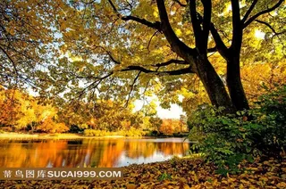 枫林美丽风景图片