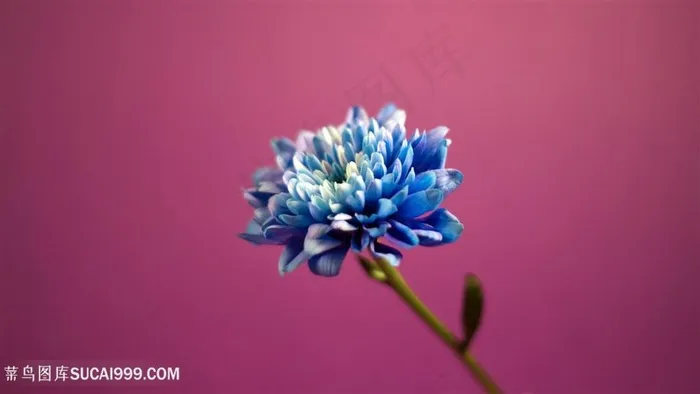 唯美兰花花束壁纸