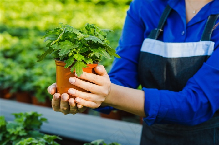 拿着植物的美女