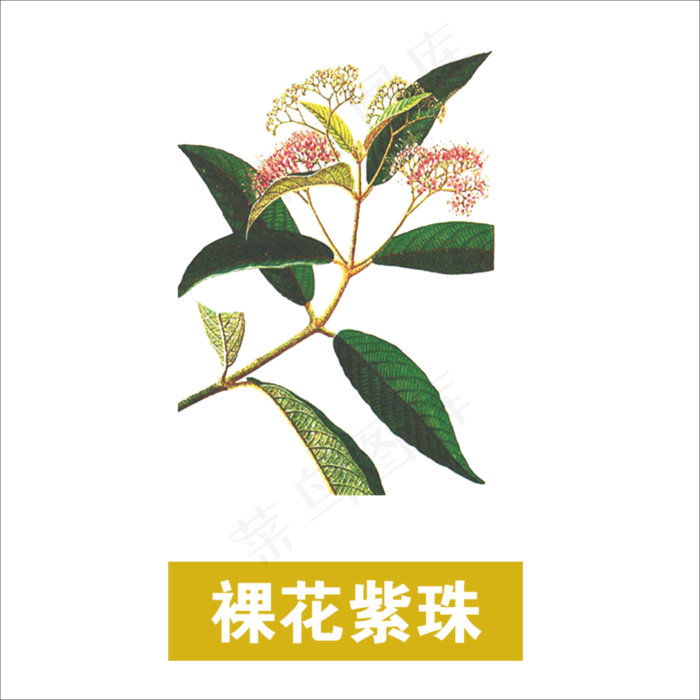 手绘草本中药药材裸花紫珠