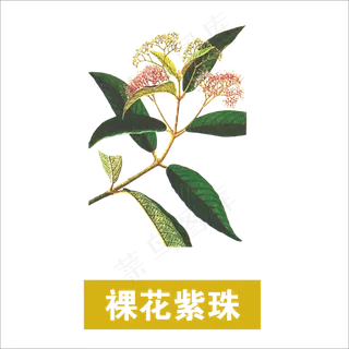 手绘草本中药药材裸花紫珠
