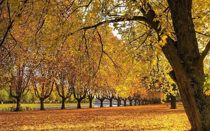 最美不过银杏树