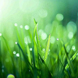 春天草地绿芽雨水露珠阳光，春分谷雨雨水白露摄影图